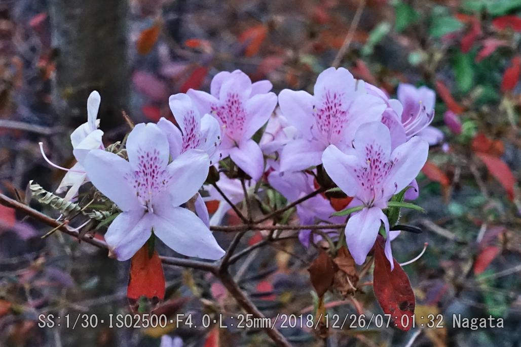 つつじヶ尾根