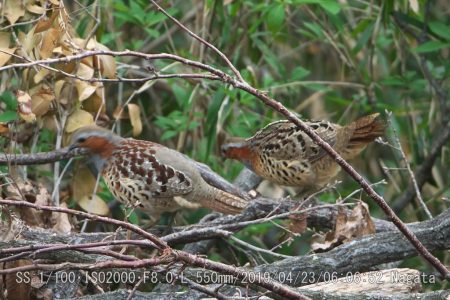 コジュケイ・小綬鶏
