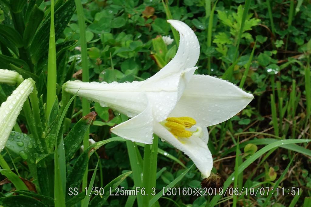 エラブユリ開花