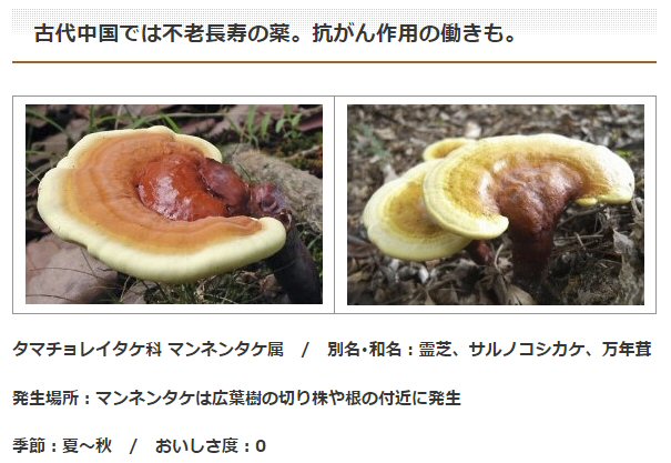 万年茸