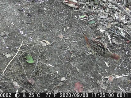 ヤマドリ、コジュケイ