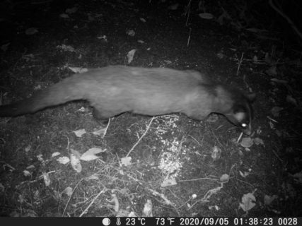 ハクビシン（白鼻芯、Paguma larvata）