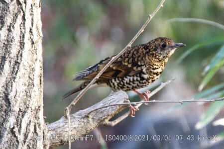 トラツグミ（虎鶫)