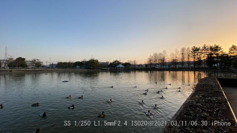 弁天池　日の出前