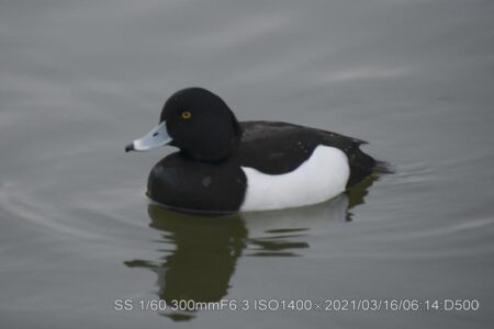 門真市・弁天池