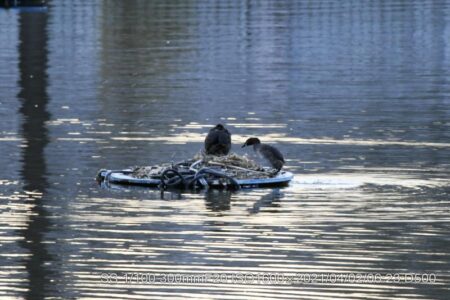 抱卵（ほうらん）