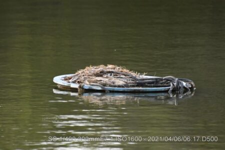 カイツブリの巣