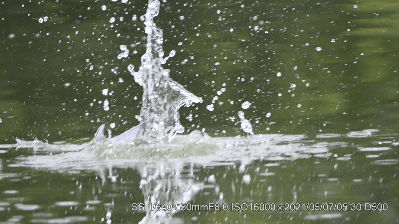 コアジサシ