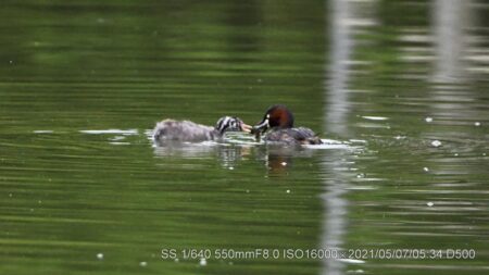 カイツブリ親子