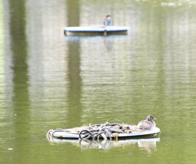 カイツブリ親子