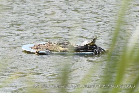 カイツブリ親子行方不明