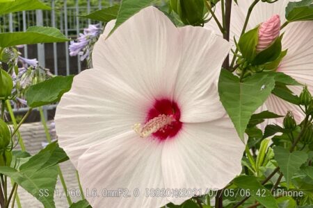 タイタンビカス