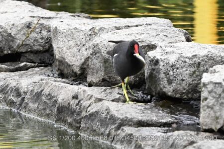 バンが小魚ゲット。