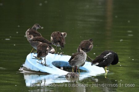 弁天池野鳥全て
