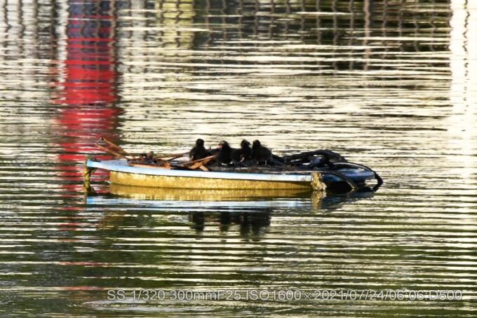 バン・2代目雛誕生