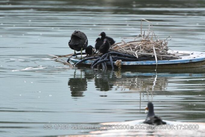 バンファミリー