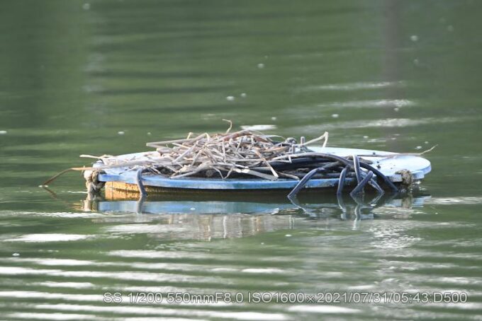 雛の姿が見えない