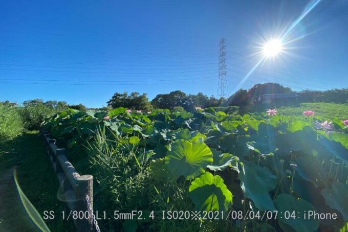 深北緑地レンコン畑に朝陽
