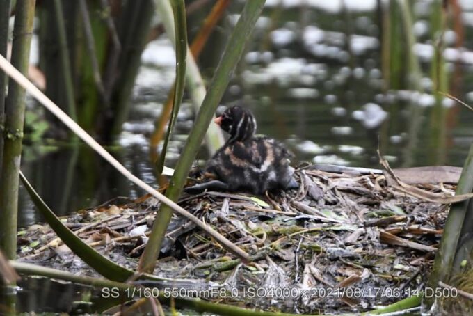 カイツブリ・マウント