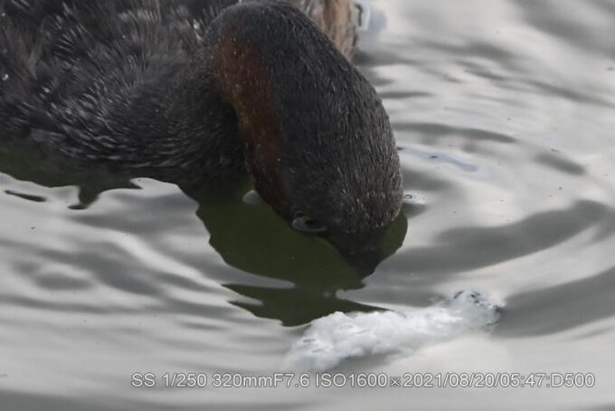 カイツブリの魚釣り