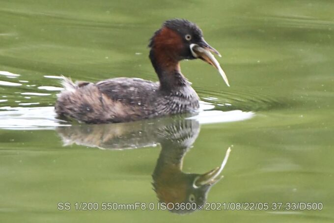 弁天池カイツブリ・小魚ゲット。