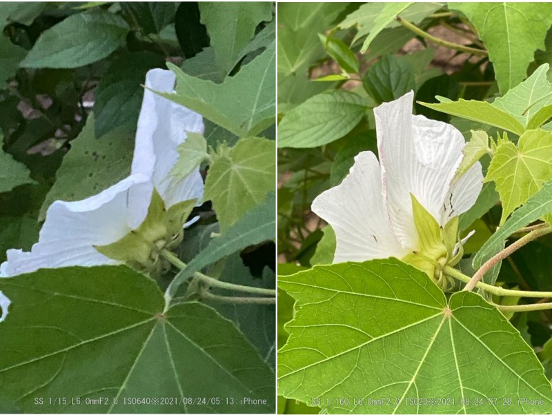 酔芙蓉