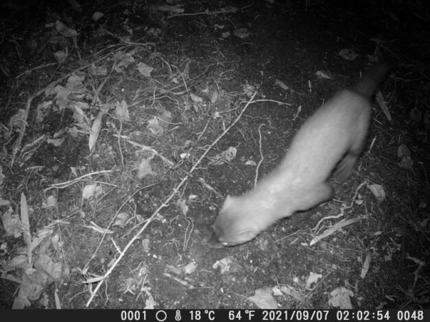 イタチ、ウリンコ