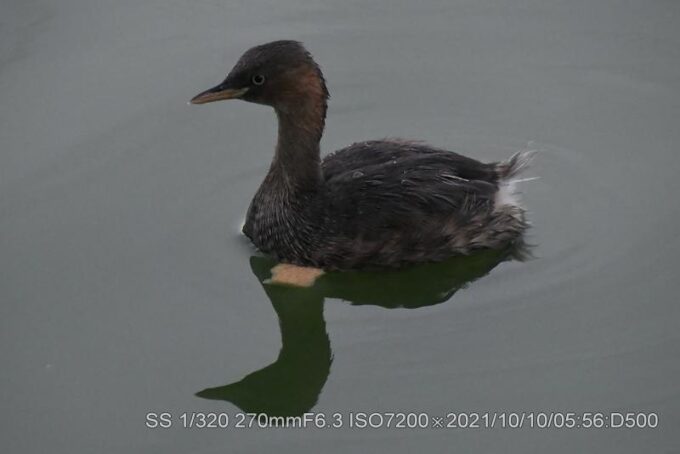 小魚ゲットできず