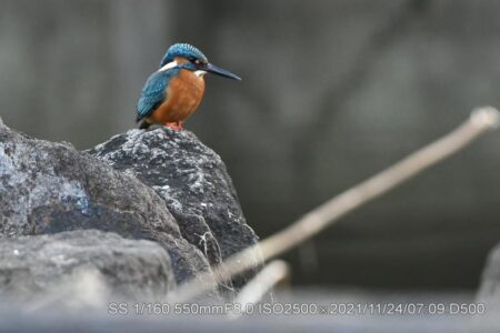 深北緑地定位置