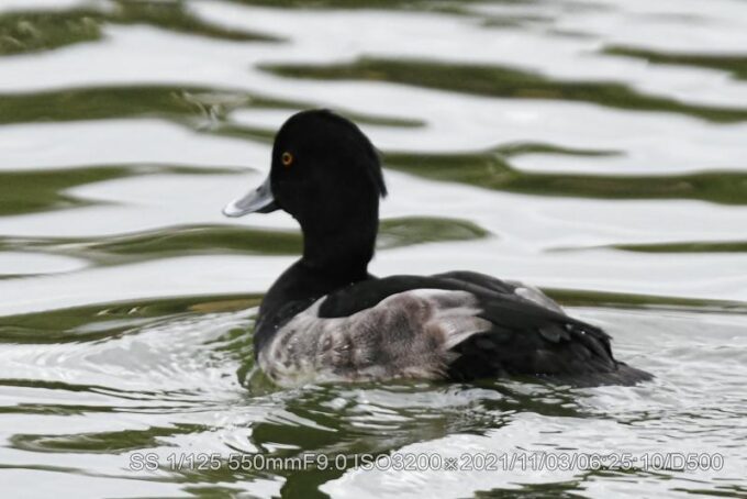 キンクロハジロ