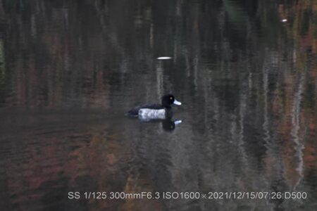 キンクロハジロ