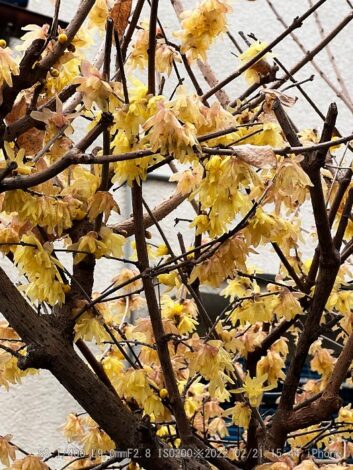 蝋梅・ロウバイ