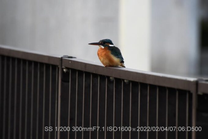 夜明けが早くなった