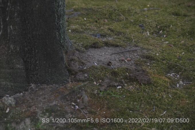 門真市・弁天池庭園