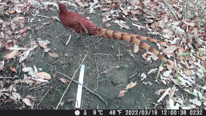 久しぶりの登場。