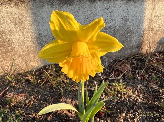 ラッパスイセン