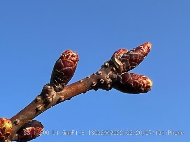 黄桜・キザクラ