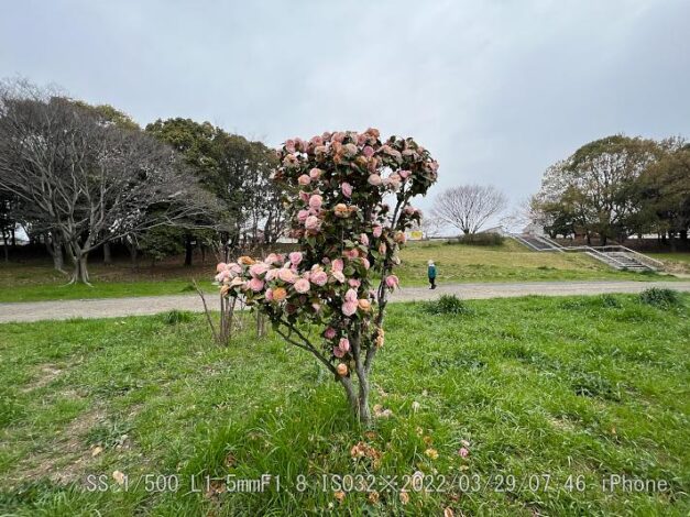 オトメツバキ満開