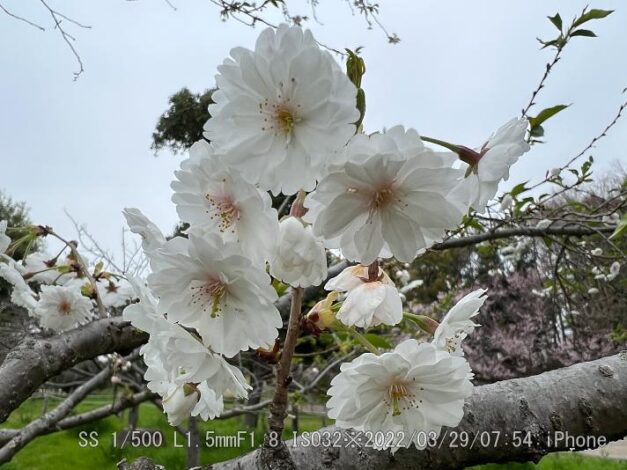 黄桜・キザクラ