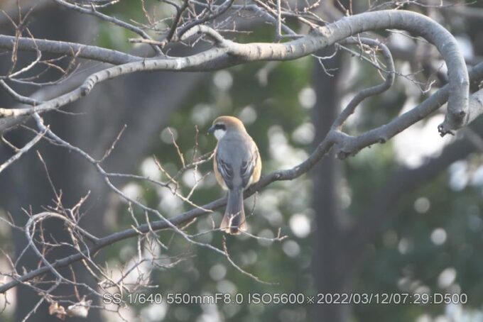 モズが枯れ木で鳴いている