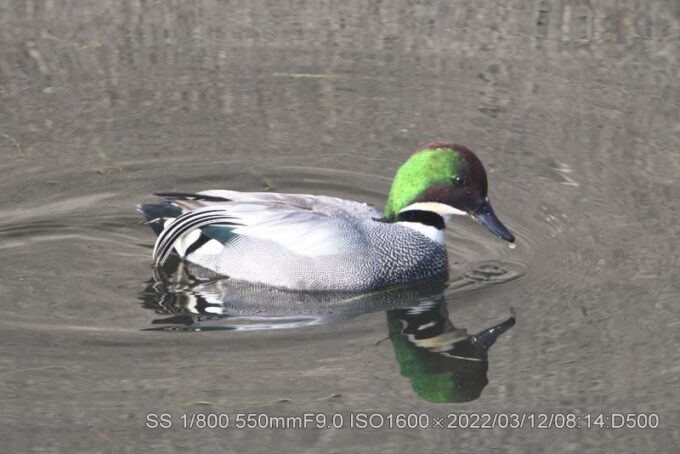 鴨類・冬の渡り鳥。