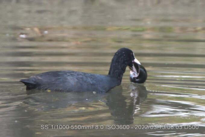オオバン・ジャンボタニシ