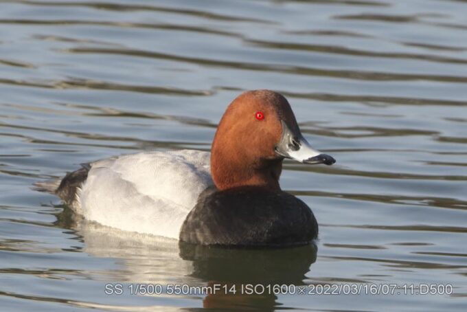 弁天池の渡り鳥・ホシハジロ