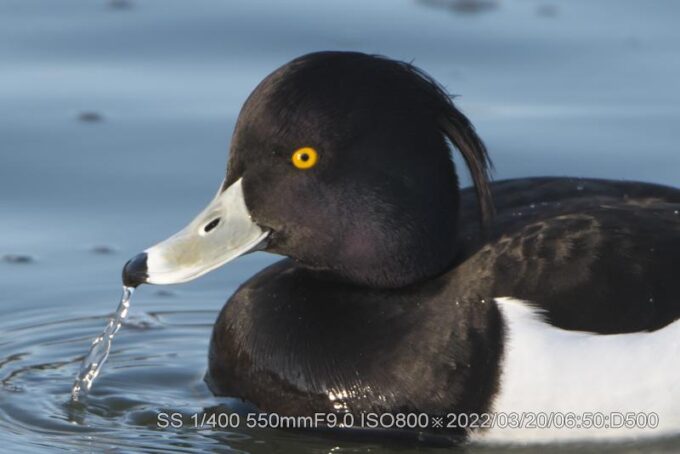 キンクロハジロ