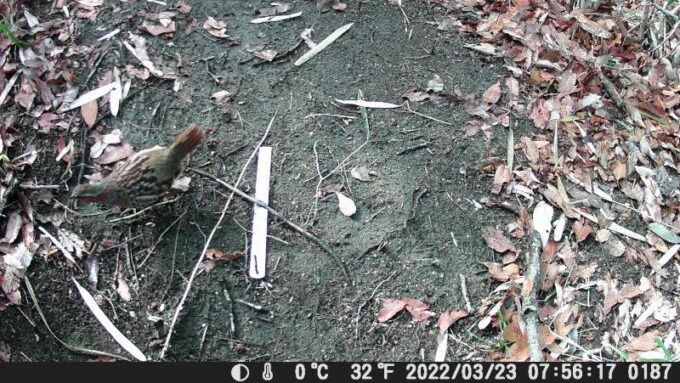 小綬鶏・コジュケイ