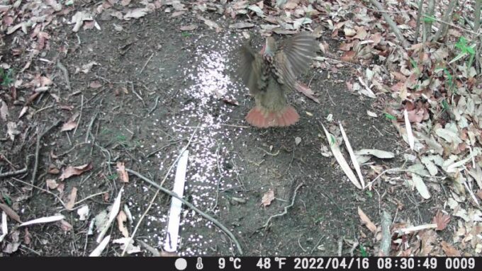 コジュケイ・小綬鶏