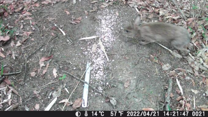 野ウサギ