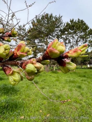 ウコンザクラ・鬱金桜・黄桜