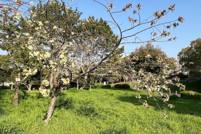ウコンザクラ・鬱金桜・黄桜