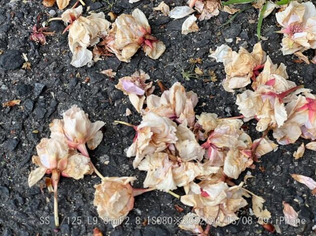 散らない八重桜